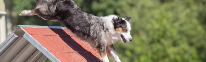 An Australian shepherd dog climbing on an agility course