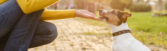 close-up-adorable-puppy-with-his-owner