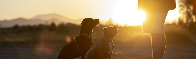 dog-trainer-bounding-with-dogs