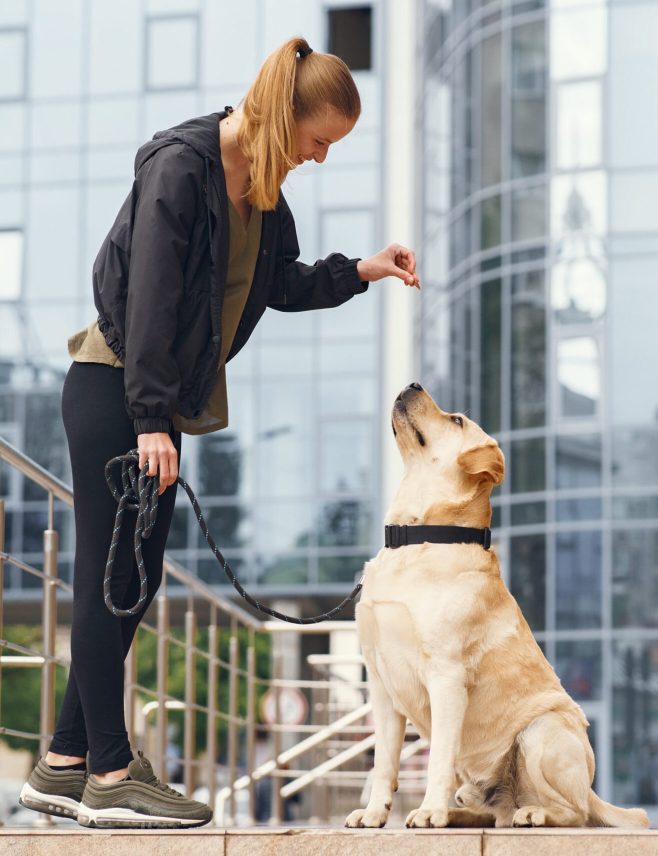 Owner and labrador retriever dog in the city. Attractive sporty woman with dog. Golden retriever.