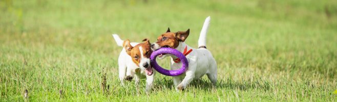 Sportive dog performing during the lure coursing in competition